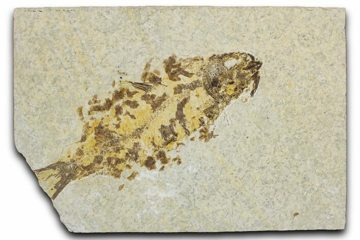 Bargain, Fossil Fish (Knightia) - Wyoming #344739